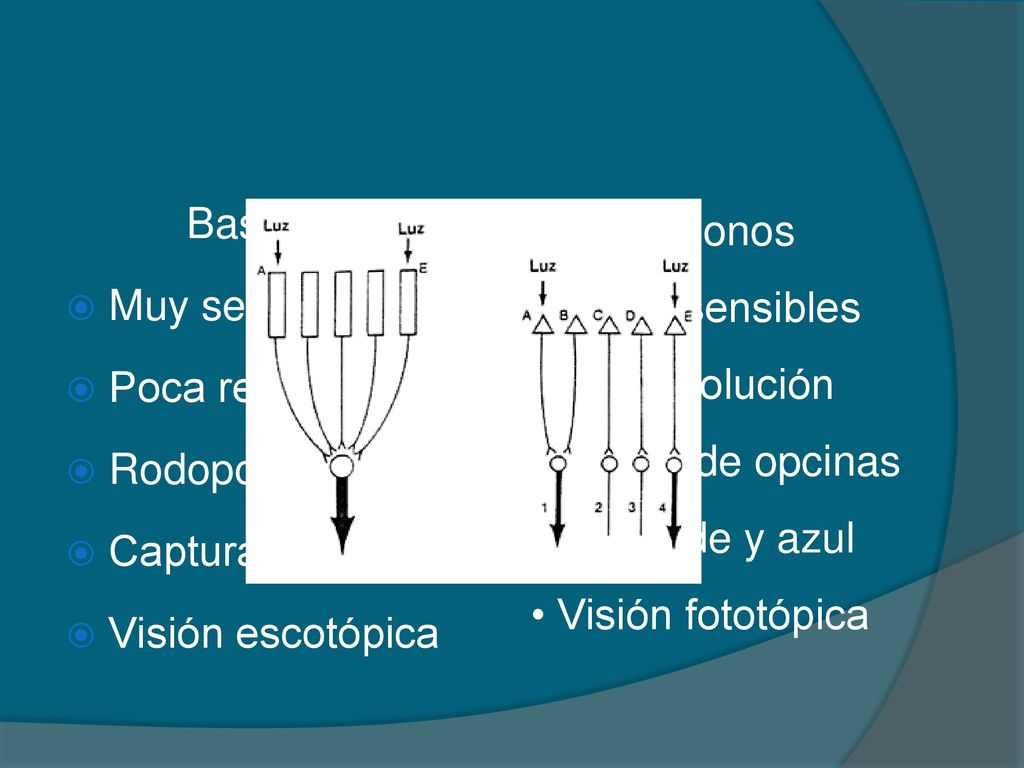 Bastones Muy sensibles. Poca resolución. Rodopcina. Capturan más luz. Visión escotópica. Conos.