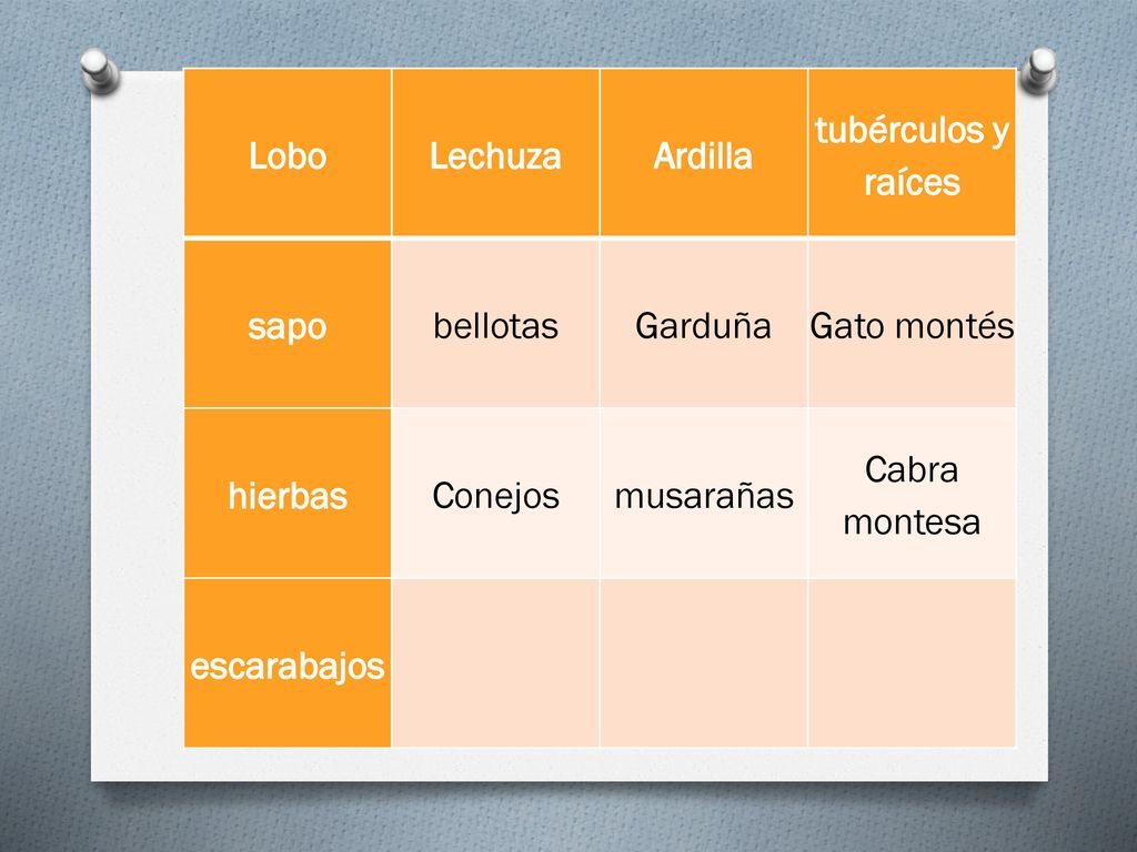 Lobo Lechuza. Ardilla. tubérculos y raíces. sapo. bellotas. Garduña. Gato montés. hierbas. Conejos.