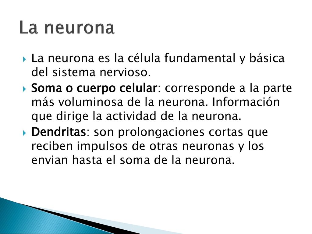 La neurona La neurona es la célula fundamental y básica del sistema nervioso.