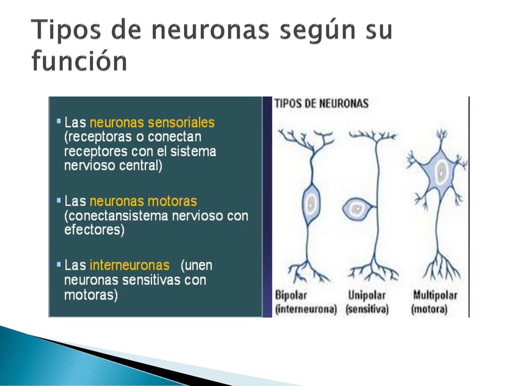Tipos de neuronas según su función