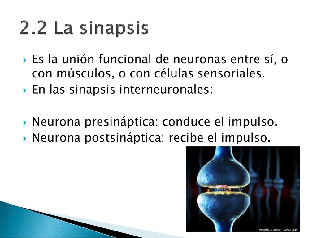 2.2 La sinapsis Es la unión funcional de neuronas entre sí, o con músculos, o con células sensoriales.