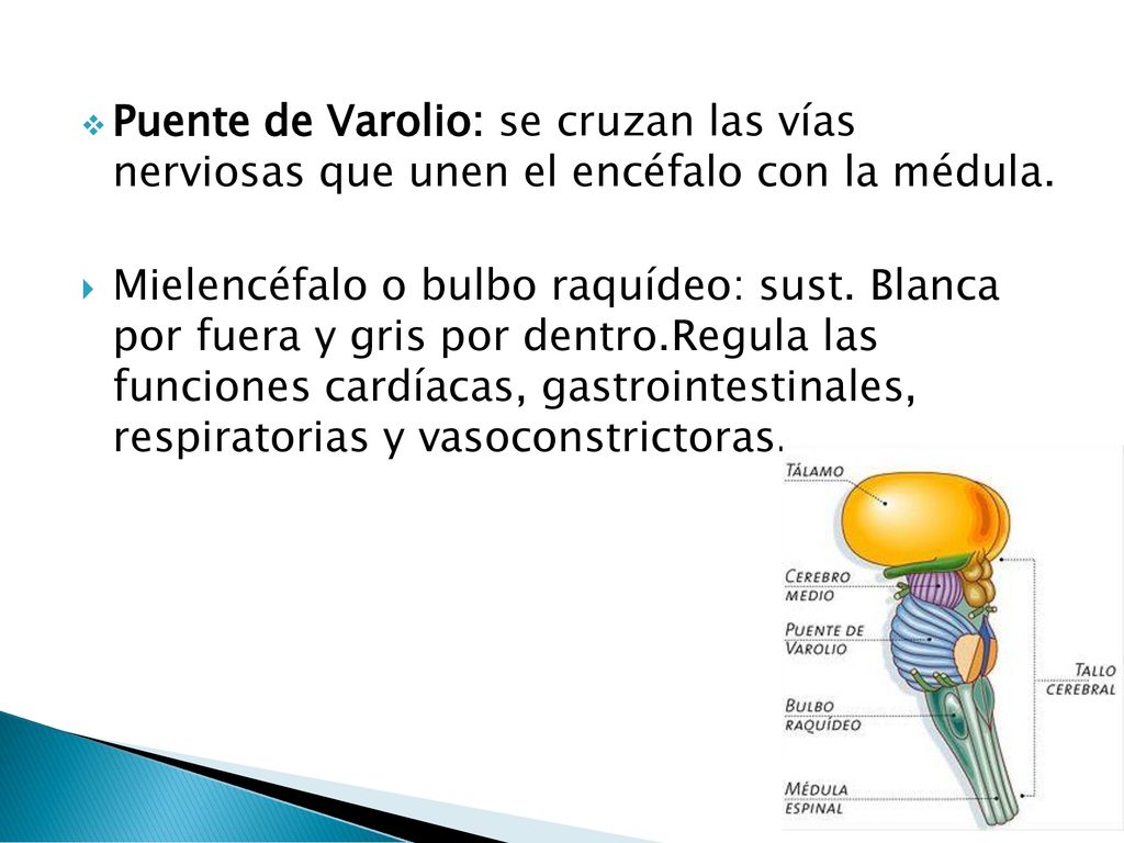 Puente de Varolio: se cruzan las vías nerviosas que unen el encéfalo con la médula.