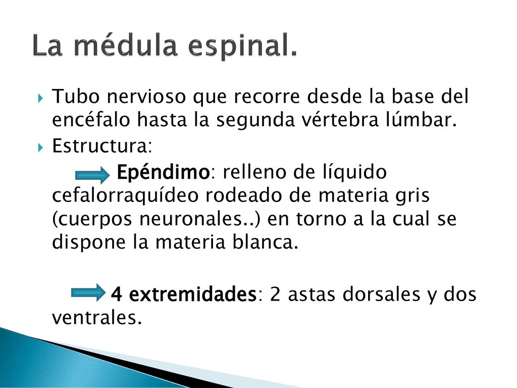 La médula espinal. Tubo nervioso que recorre desde la base del encéfalo hasta la segunda vértebra lúmbar.