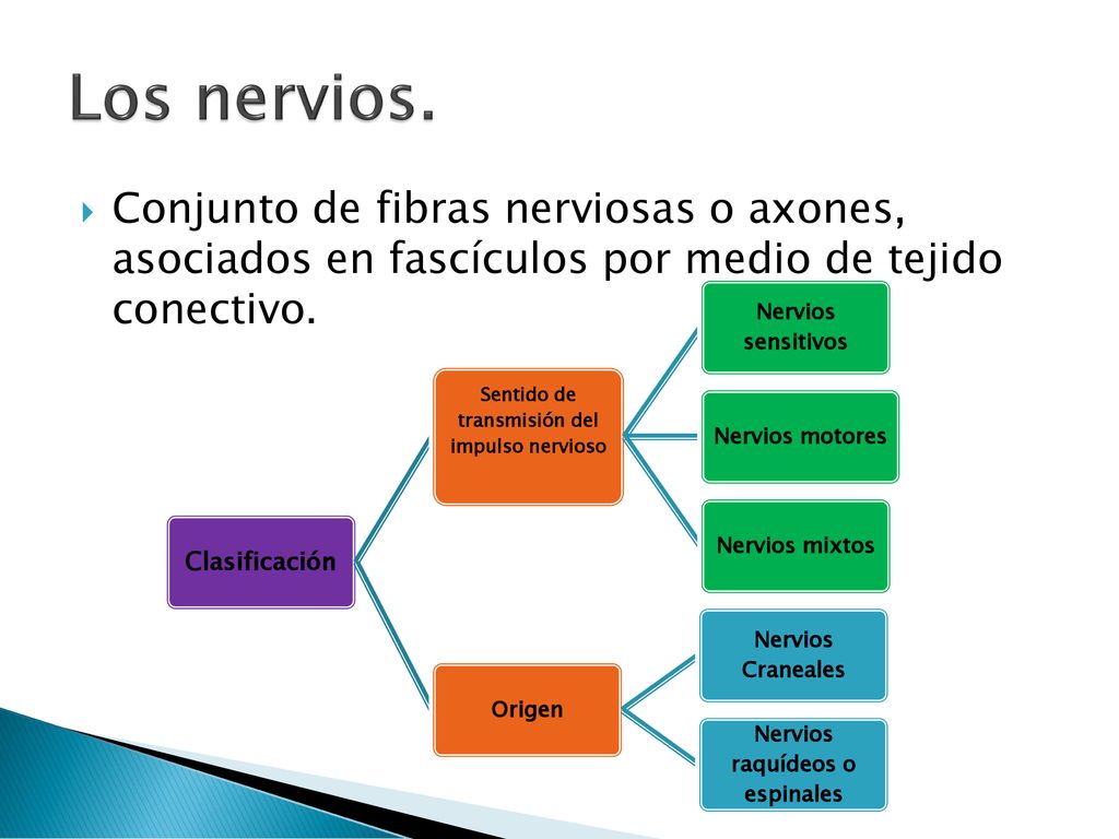 Los nervios. Conjunto de fibras nerviosas o axones, asociados en fascículos por medio de tejido conectivo.