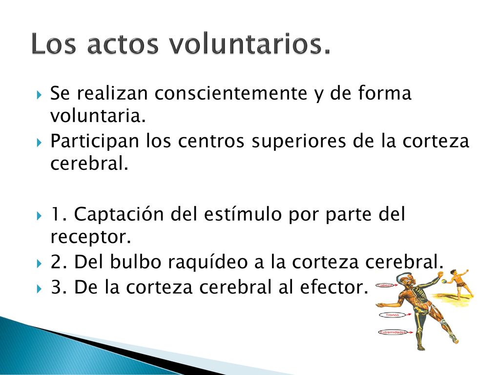 Los actos voluntarios. Se realizan conscientemente y de forma voluntaria. Participan los centros superiores de la corteza cerebral.
