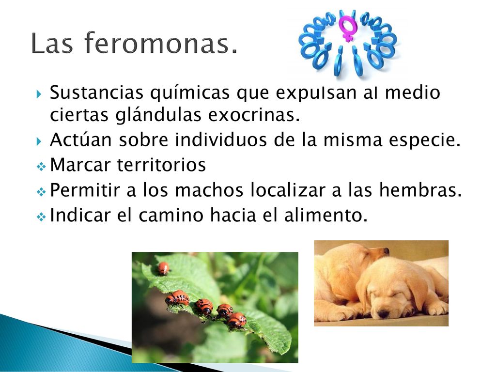 Las feromonas. Sustancias químicas que expulsan al medio ciertas glándulas exocrinas. Actúan sobre individuos de la misma especie.