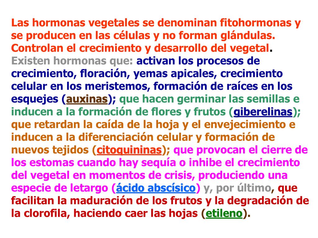 Las hormonas vegetales se denominan fitohormonas y se producen en las células y no forman glándulas.