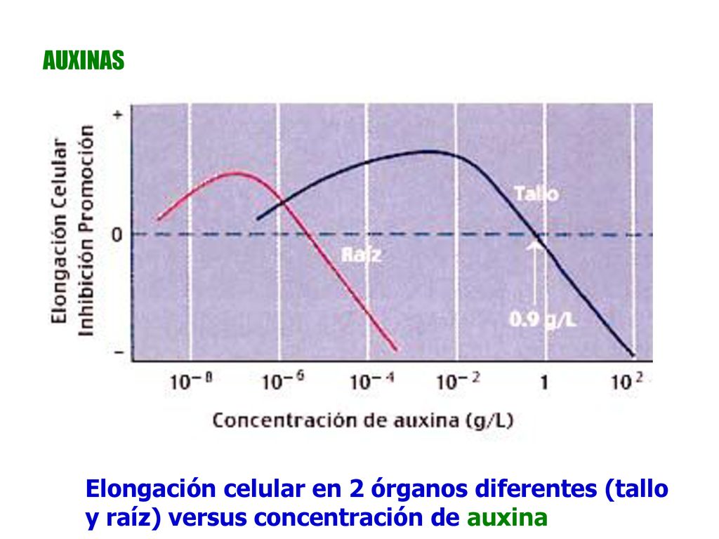 AUXINAS Elongación celular en 2 órganos diferentes (tallo y raíz) versus concentración de auxina