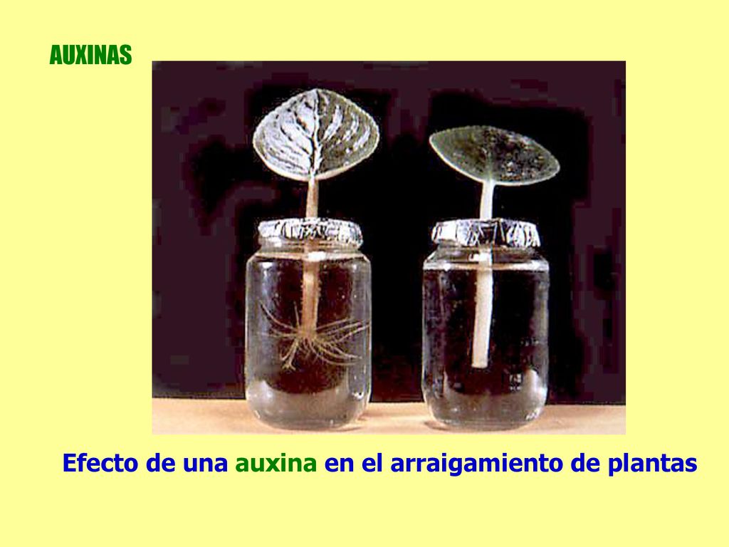 AUXINAS Efecto de una auxina en el arraigamiento de plantas