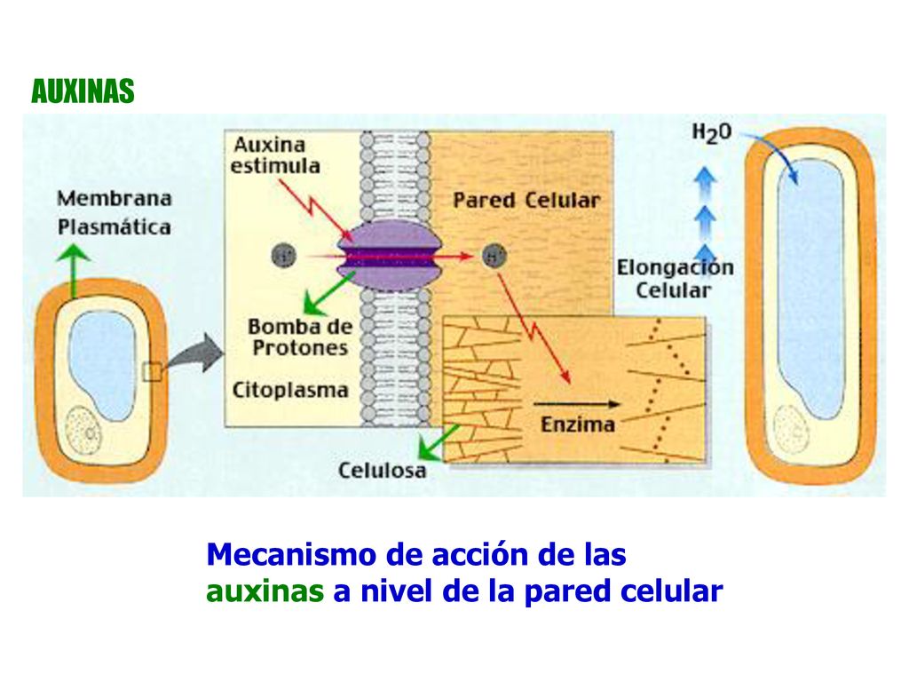 AUXINAS Mecanismo de acción de las auxinas a nivel de la pared celular