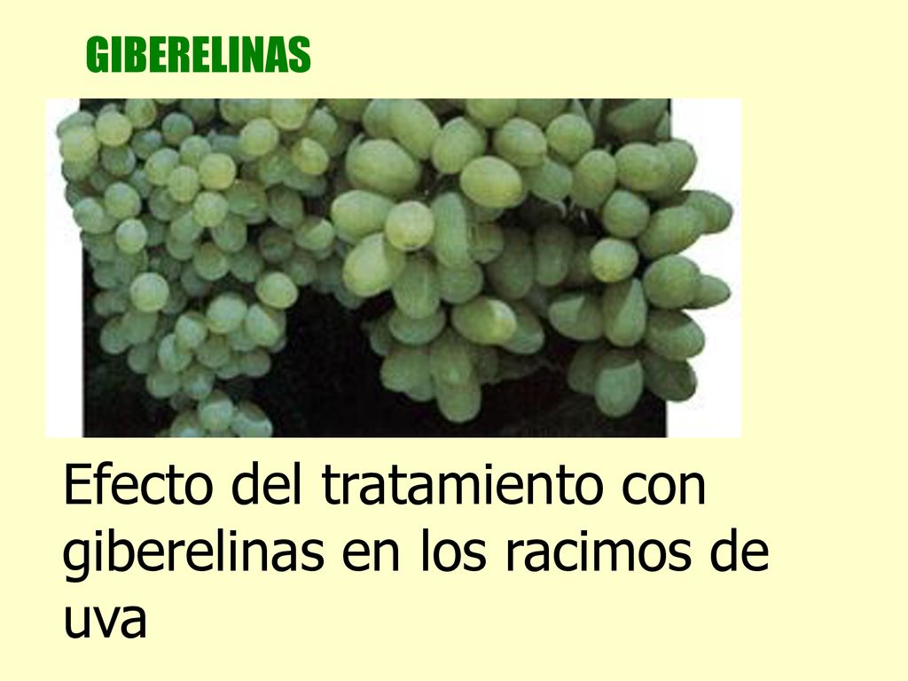 Efecto del tratamiento con giberelinas en los racimos de uva