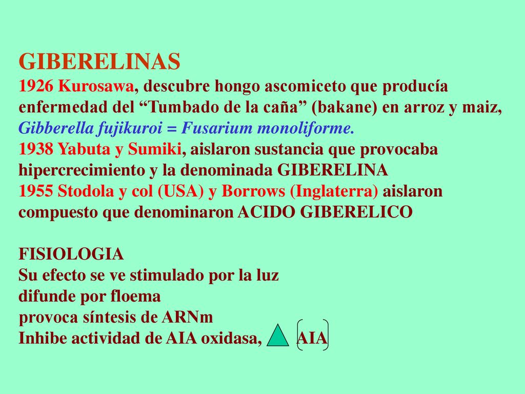 GIBERELINAS 1926 Kurosawa, descubre hongo ascomiceto que producía enfermedad del Tumbado de la caña (bakane) en arroz y maiz, Gibberella fujikuroi = Fusarium monoliforme.