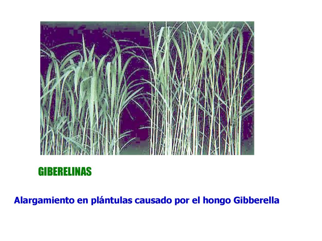 GIBERELINAS Alargamiento en plántulas causado por el hongo Gibberella