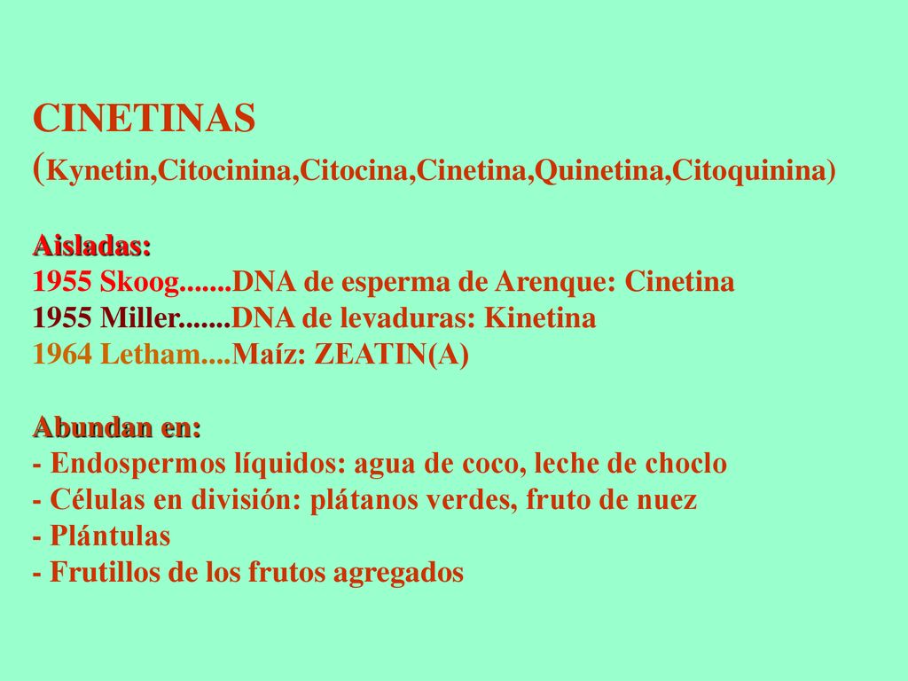 CINETINAS (Kynetin,Citocinina,Citocina,Cinetina,Quinetina,Citoquinina) Aisladas: 1955 Skoog DNA de esperma de Arenque: Cinetina 1955 Miller DNA de levaduras: Kinetina 1964 Letham....Maíz: ZEATIN(A) Abundan en: - Endospermos líquidos: agua de coco, leche de choclo - Células en división: plátanos verdes, fruto de nuez - Plántulas - Frutillos de los frutos agregados