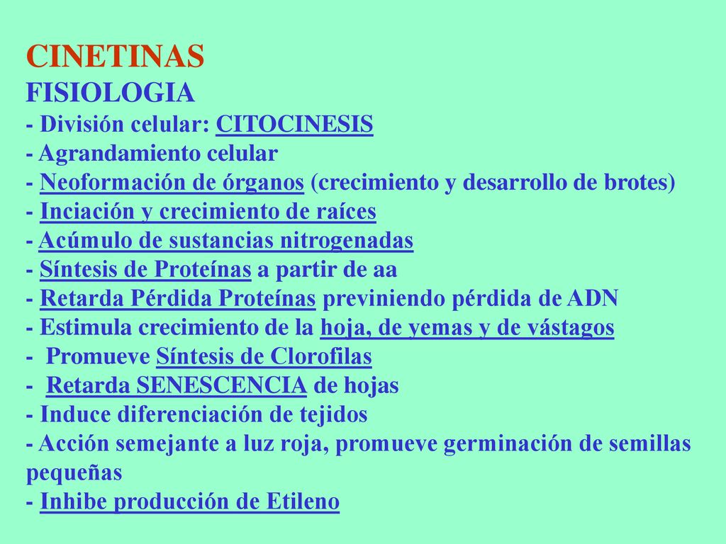 CINETINAS FISIOLOGIA - División celular: CITOCINESIS - Agrandamiento celular - Neoformación de órganos (crecimiento y desarrollo de brotes) - Inciación y crecimiento de raíces - Acúmulo de sustancias nitrogenadas - Síntesis de Proteínas a partir de aa - Retarda Pérdida Proteínas previniendo pérdida de ADN - Estimula crecimiento de la hoja, de yemas y de vástagos - Promueve Síntesis de Clorofilas - Retarda SENESCENCIA de hojas - Induce diferenciación de tejidos - Acción semejante a luz roja, promueve germinación de semillas pequeñas - Inhibe producción de Etileno