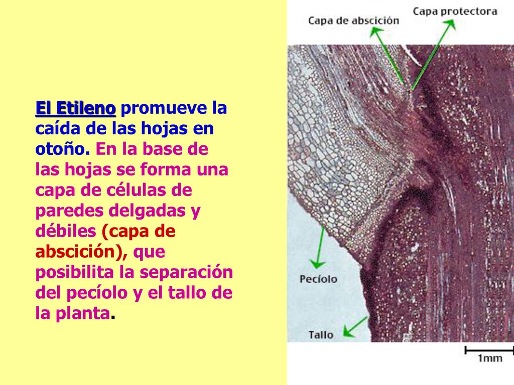El Etileno promueve la caída de las hojas en otoño