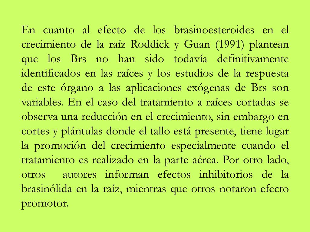 En cuanto al efecto de los brasinoesteroides en el crecimiento de la raíz Roddick y Guan (1991) plantean que los Brs no han sido todavía definitivamente identificados en las raíces y los estudios de la respuesta de este órgano a las aplicaciones exógenas de Brs son variables.