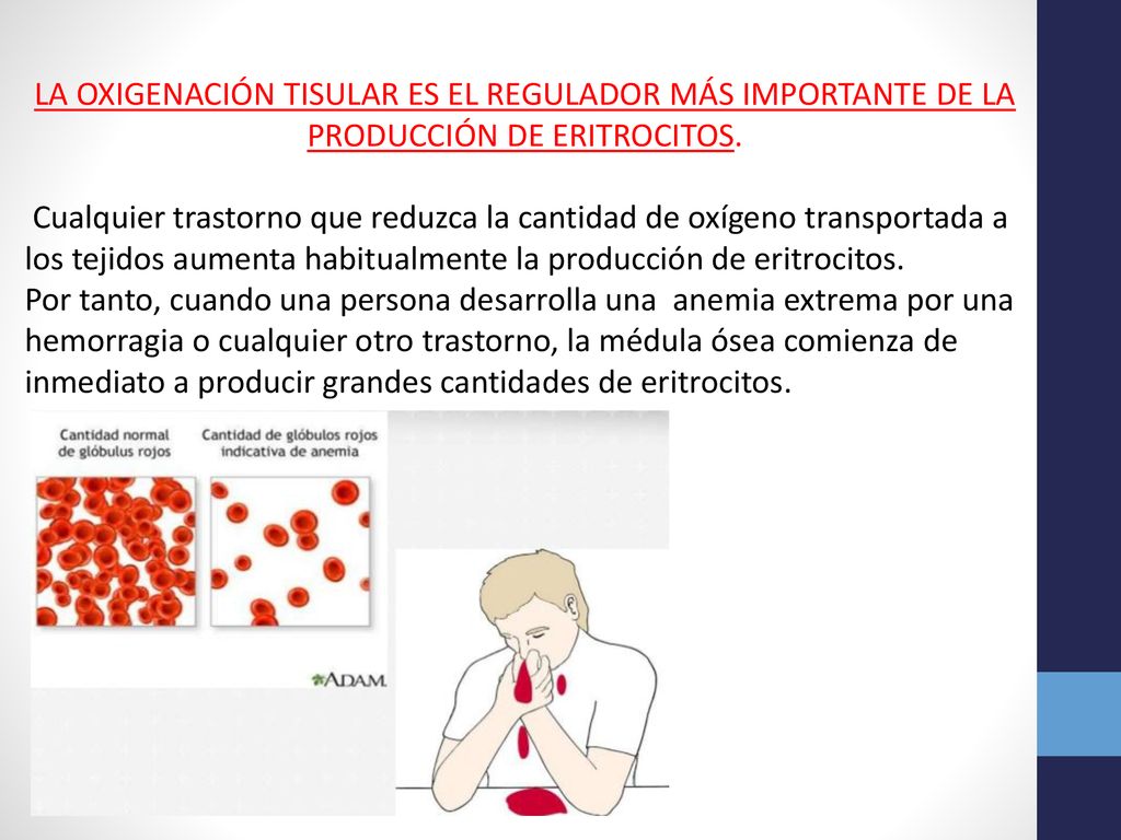 LA OXIGENACIÓN TISULAR ES EL REGULADOR MÁS IMPORTANTE DE LA PRODUCCIÓN DE ERITROCITOS.