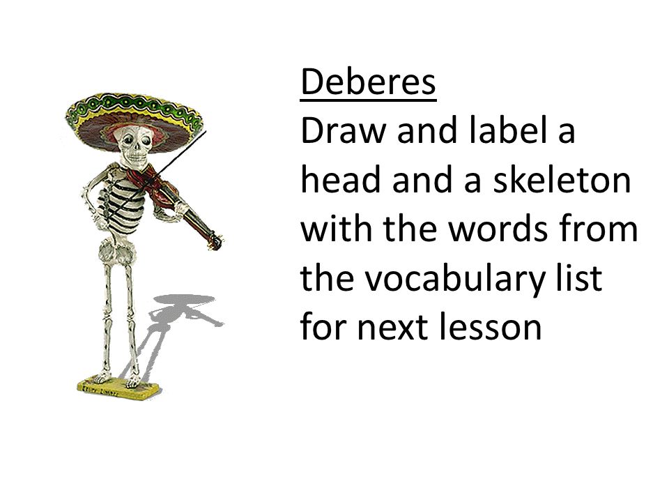 Deberes Draw and label a head and a skeleton with the words from the vocabulary list.