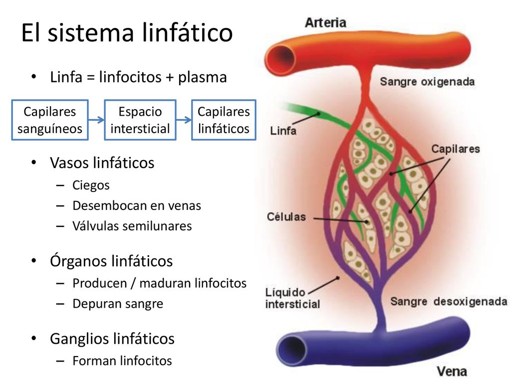 El sistema linfático Linfa = linfocitos + plasma Vasos linfáticos