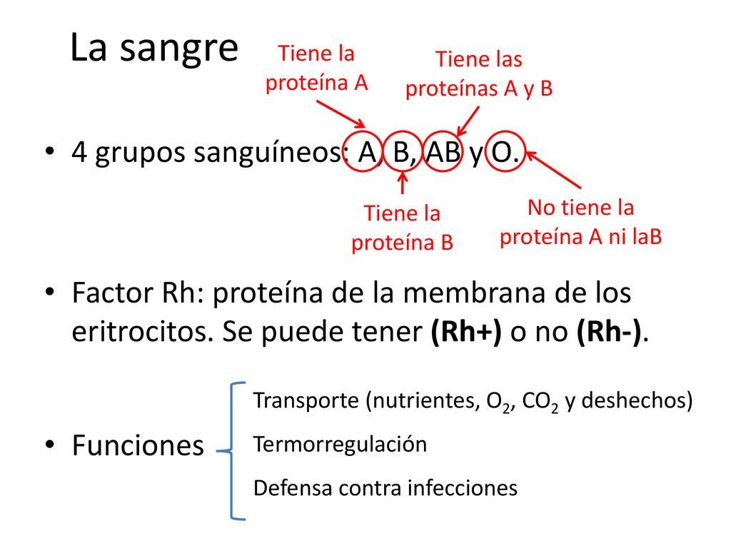 La sangre 4 grupos sanguíneos: A, B, AB y O.