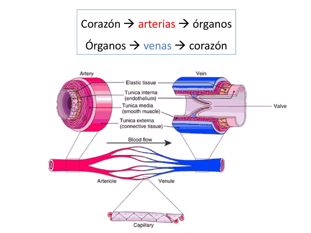 Corazón  arterias  órganos Órganos  venas  corazón
