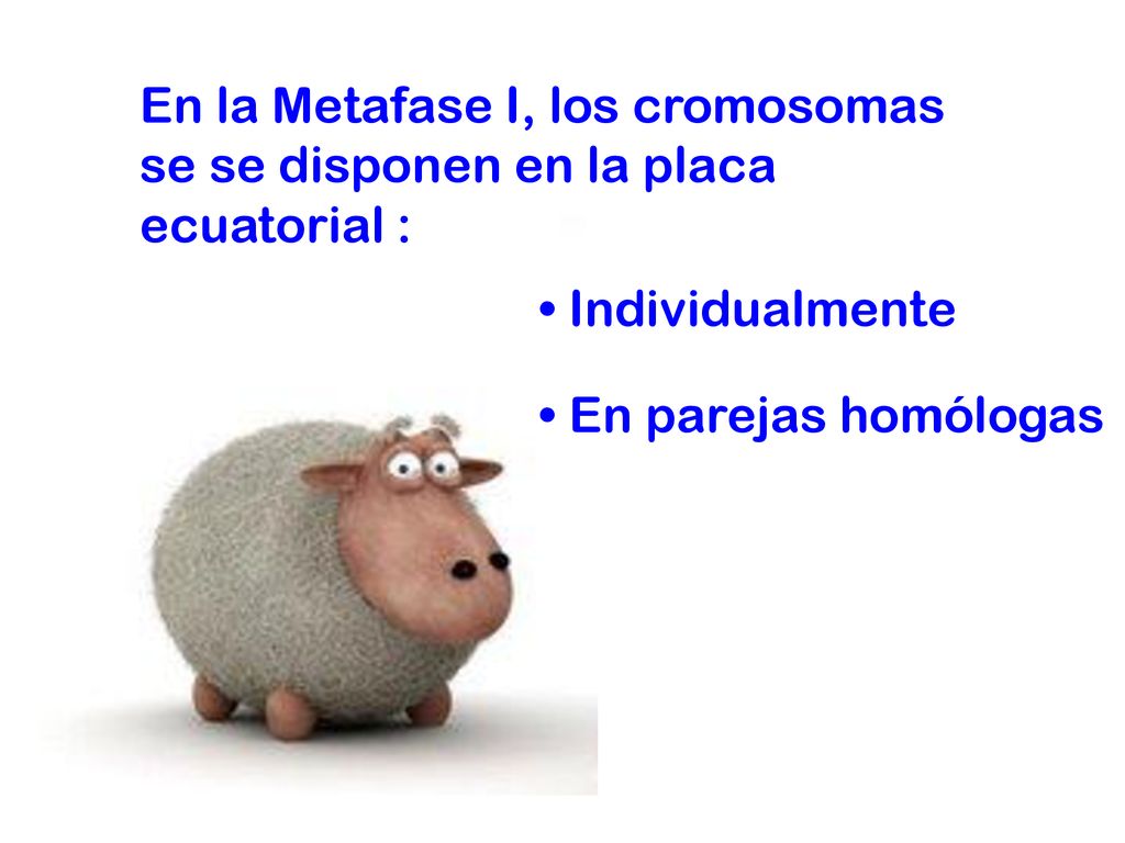En la Metafase I, los cromosomas se se disponen en la placa ecuatorial :