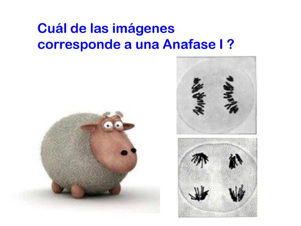Cuál de las imágenes corresponde a una Anafase I
