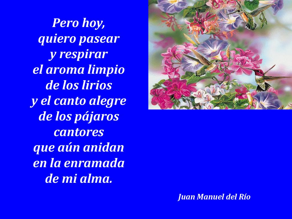 Pero hoy, quiero pasear y respirar el aroma limpio de los lirios
