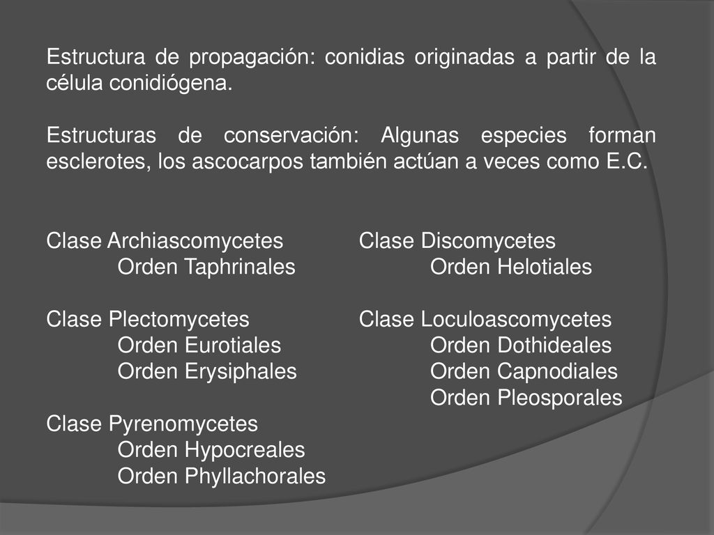 Estructura de propagación: conidias originadas a partir de la célula conidiógena.
