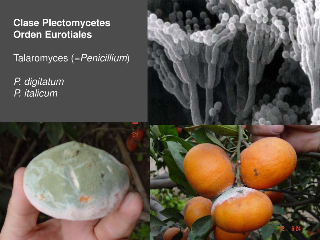 Clase Plectomycetes Orden Eurotiales Talaromyces (=Penicillium) P. digitatum P. italicum