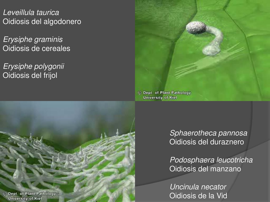 Leveillula taurica Oidiosis del algodonero. Erysiphe graminis. Oidiosis de cereales. Erysiphe polygonii.