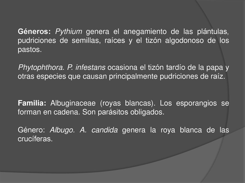 Géneros: Pythium genera el anegamiento de las plántulas, pudriciones de semillas, raíces y el tizón algodonoso de los pastos.