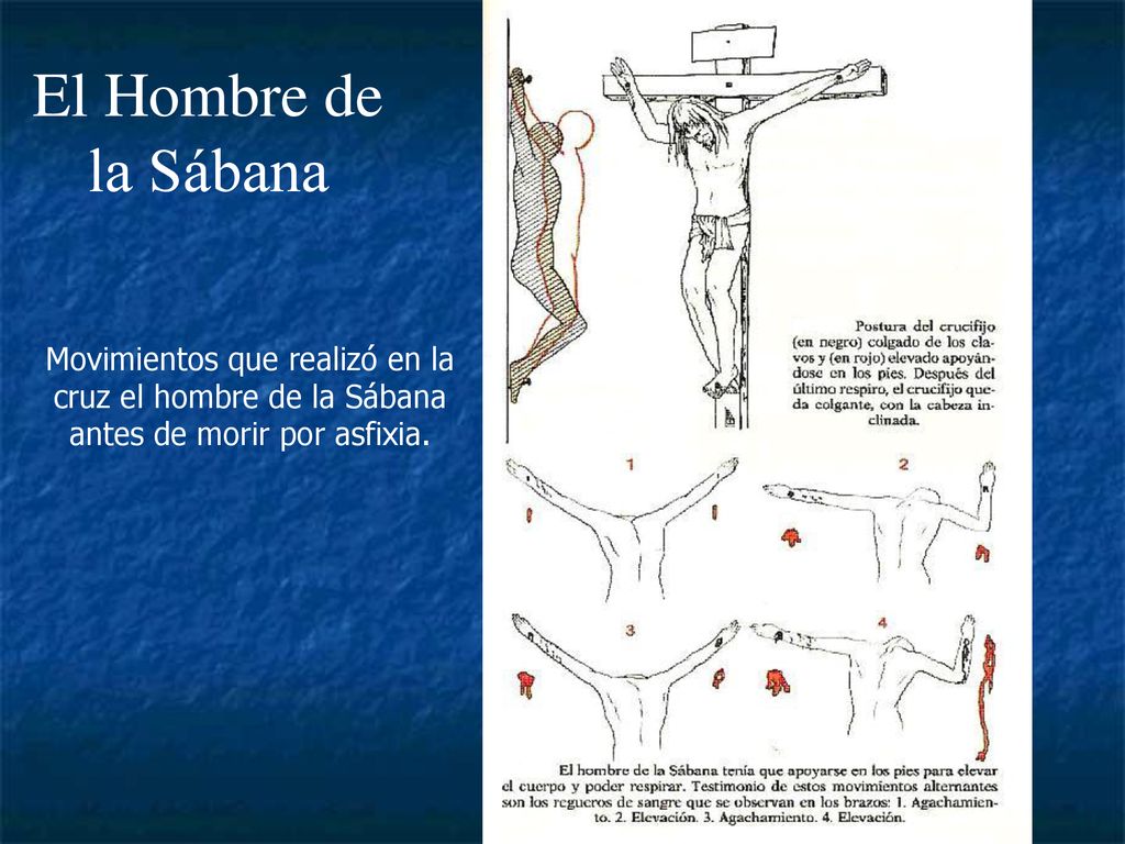 El Hombre de la Sábana Movimientos que realizó en la cruz el hombre de la Sábana antes de morir por asfixia.