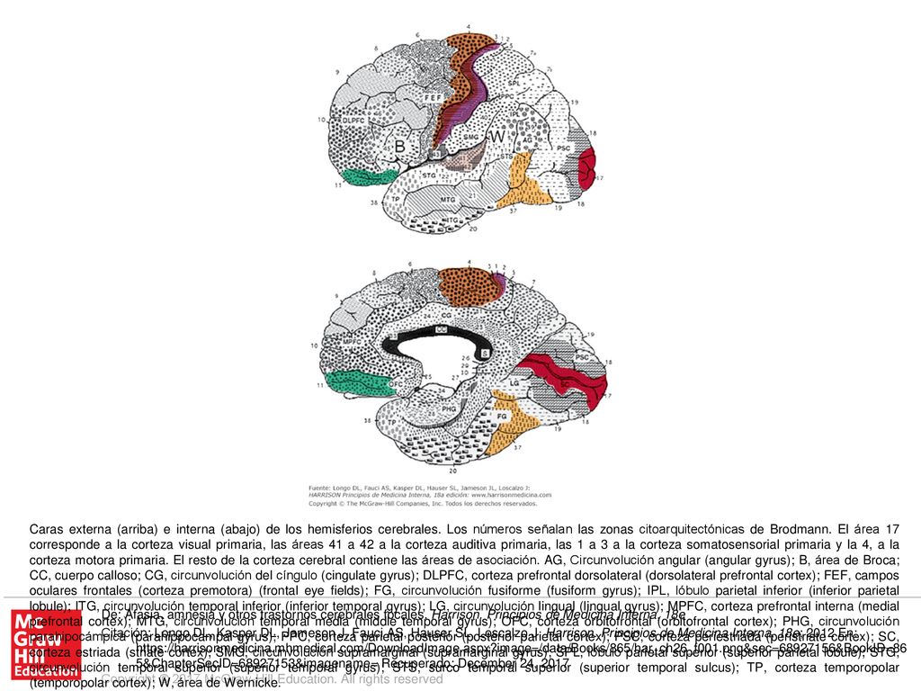 Caras externa (arriba) e interna (abajo) de los hemisferios cerebrales