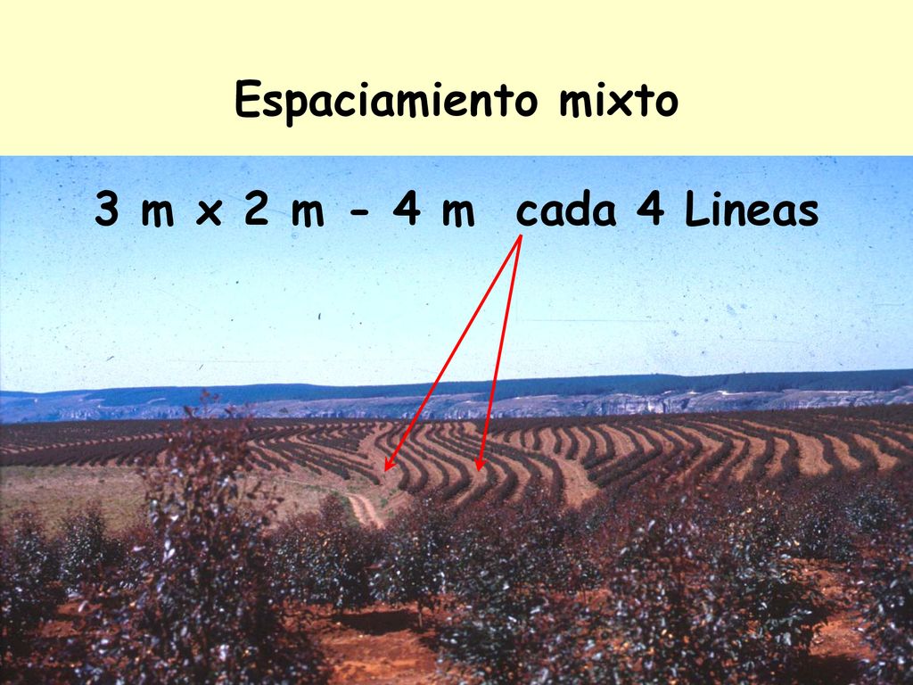 Espaciamiento mixto 3 m x 2 m - 4 m cada 4 Lineas