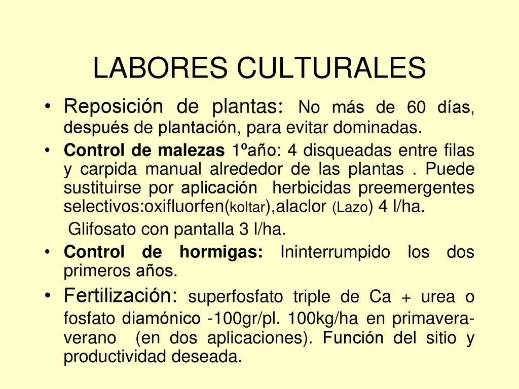LABORES CULTURALES Reposición de plantas: No más de 60 días, después de plantación, para evitar dominadas.