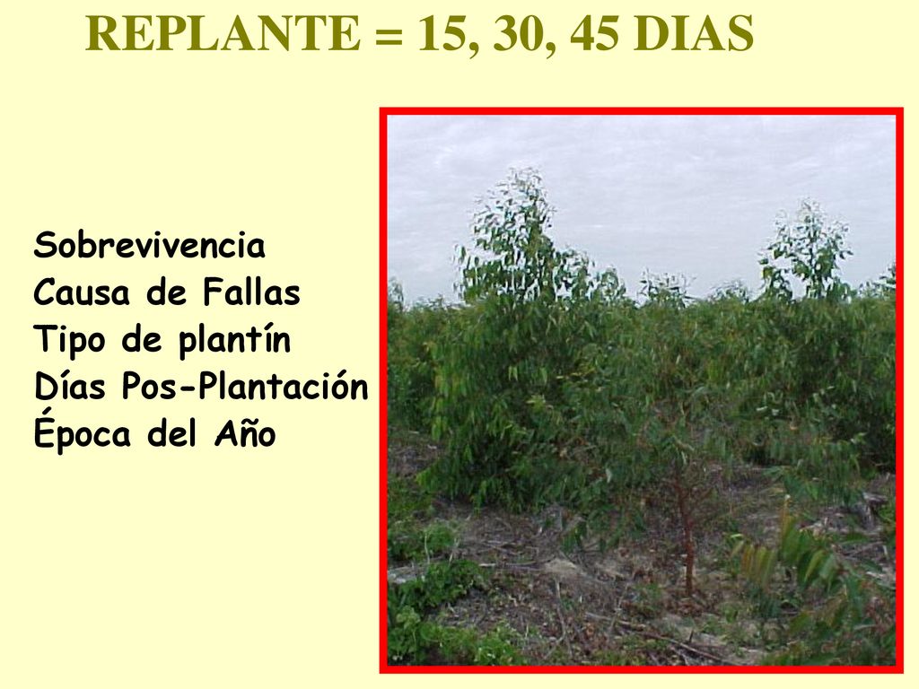 REPLANTE = 15, 30, 45 DIAS Sobrevivencia Causa de Fallas