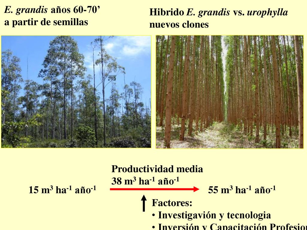 E. grandis años 60-70’ a partir de semillas. Hibrido E. grandis vs. urophylla. nuevos clones. Productividad media.