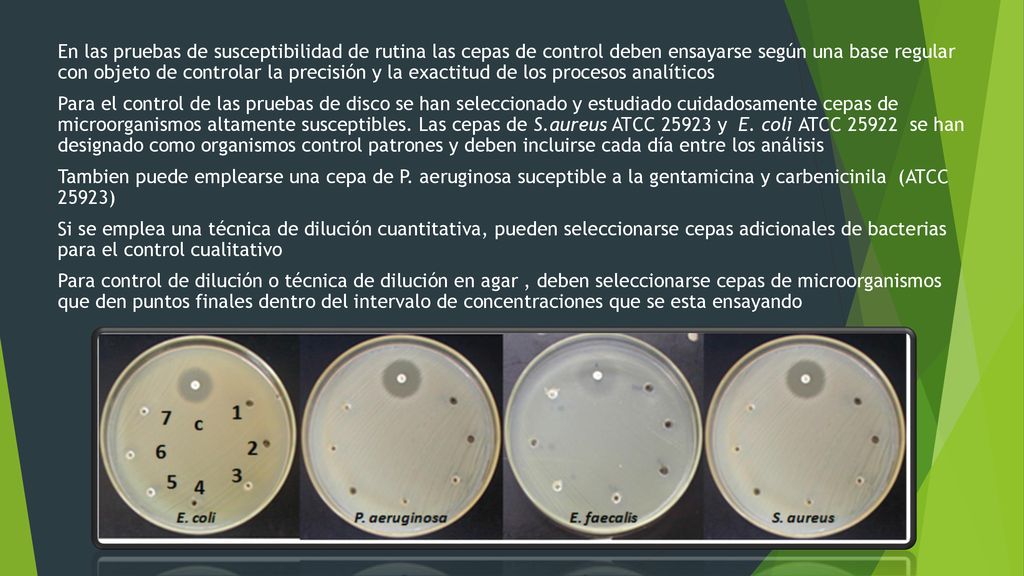 En las pruebas de susceptibilidad de rutina las cepas de control deben ensayarse según una base regular con objeto de controlar la precisión y la exactitud de los procesos analíticos Para el control de las pruebas de disco se han seleccionado y estudiado cuidadosamente cepas de microorganismos altamente susceptibles.