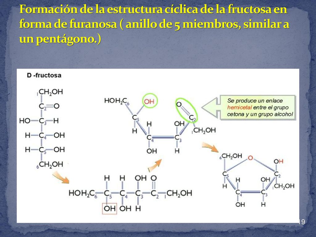 Formación de la estructura cíclica de la fructosa en forma de furanosa ( anillo de 5 miembros, similar a un pentágono.)