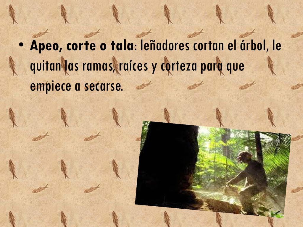 Apeo, corte o tala: leñadores cortan el árbol, le quitan las ramas, raíces y corteza para que empiece a secarse.