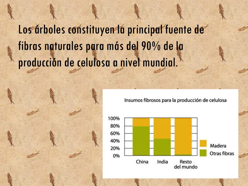Los árboles constituyen la principal fuente de fibras naturales para más del 90% de la producción de celulosa a nivel mundial.