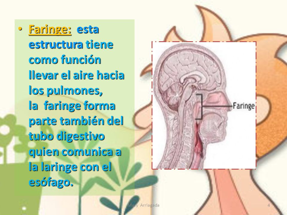 Faringe: esta estructura tiene como función llevar el aire hacia los pulmones, la faringe forma parte también del tubo digestivo quien comunica a la laringe con el esófago.