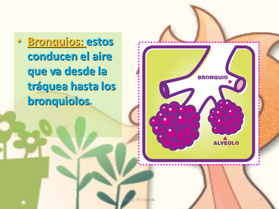 Bronquios: estos conducen el aire que va desde la tráquea hasta los bronquiolos.