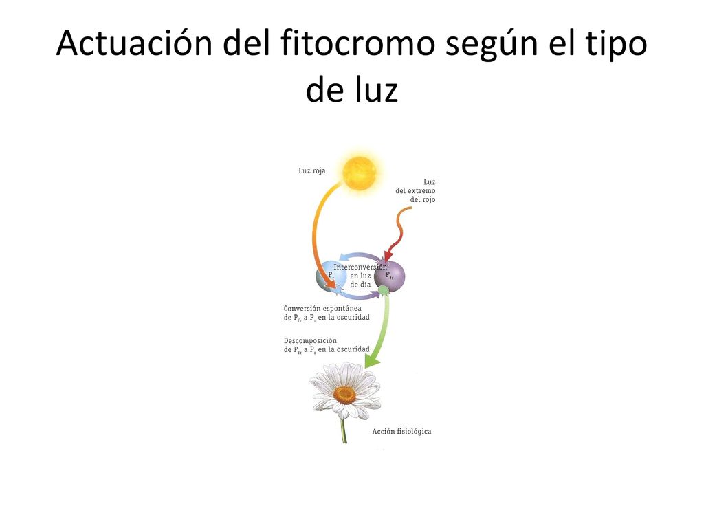 Actuación del fitocromo según el tipo de luz