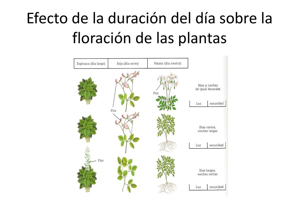 Efecto de la duración del día sobre la floración de las plantas