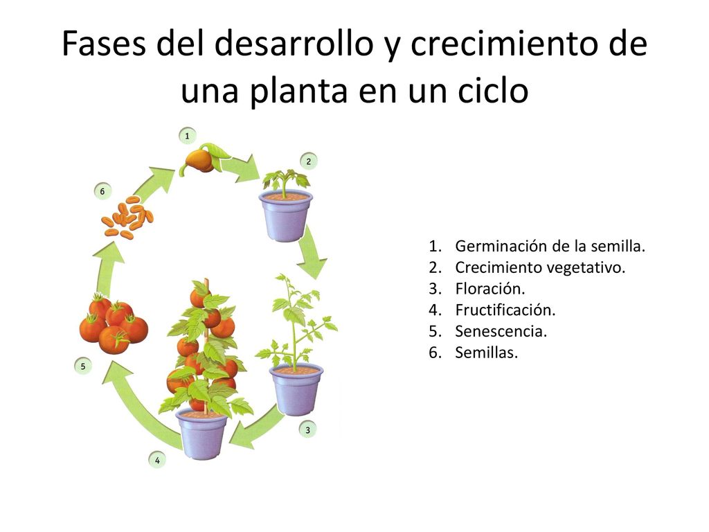 Fases del desarrollo y crecimiento de una planta en un ciclo