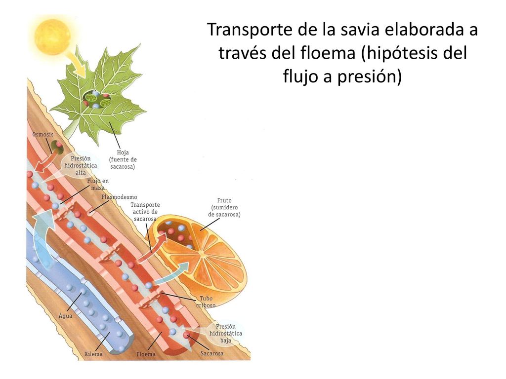 Transporte de la savia elaborada a través del floema (hipótesis del flujo a presión)