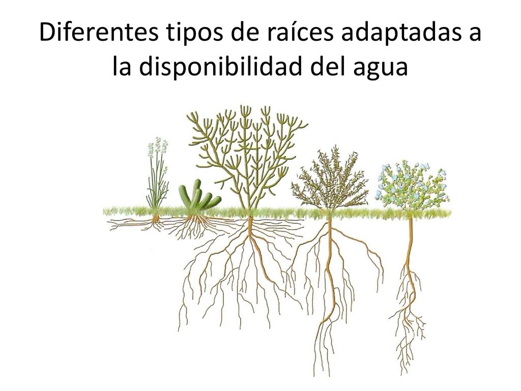 Diferentes tipos de raíces adaptadas a la disponibilidad del agua